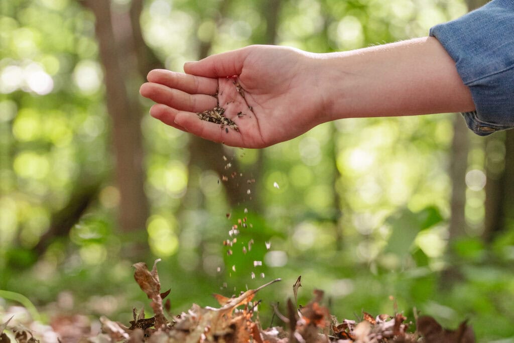 Hand sprinkling wildflower seeds after scattering ashes in a Memorial Forest