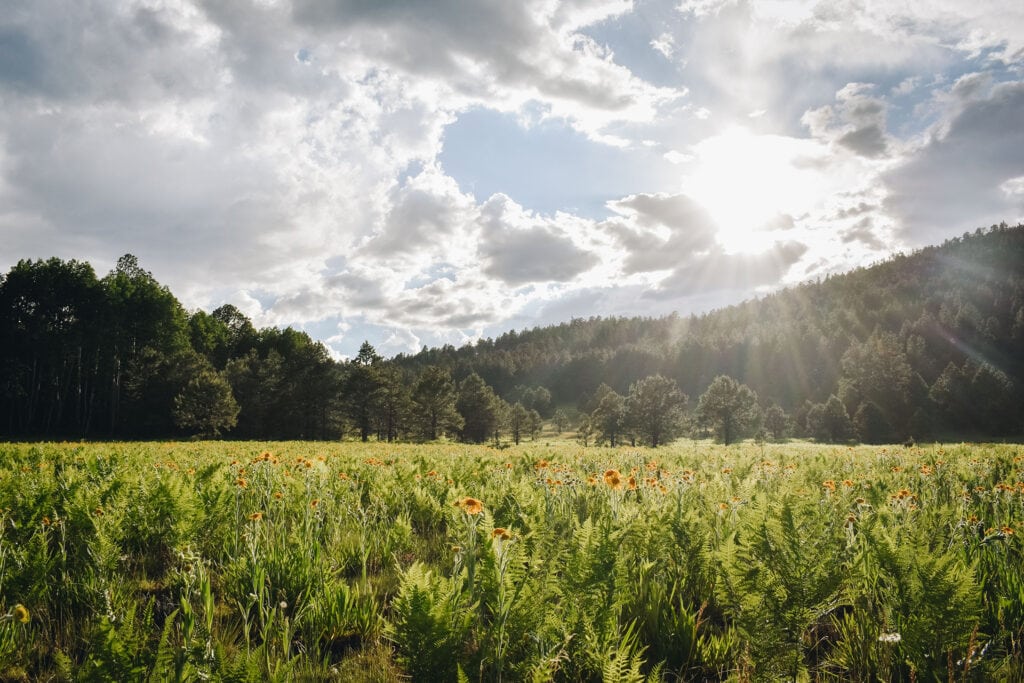 Sun beams through clouds on to a meadow full of wildflowers in a Memorial Forest