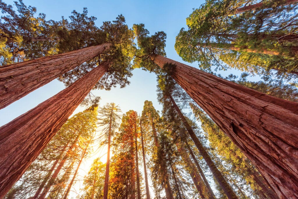 Looking up into the canopy of tall redwood trees in California