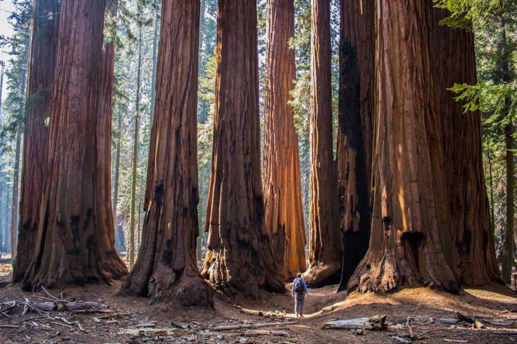 Man standing amongst a huge grove of giant sequoia redwood trees in California forest