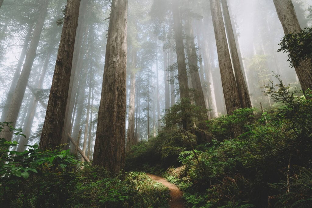 Sunlight streams through a foggy redwood forest in california