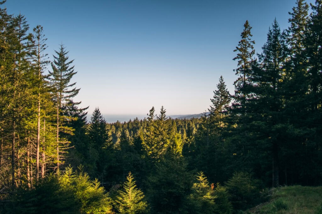 An opening in the Point Arena Memorial Forest creates a perfect framed view of the Pacific Ocean