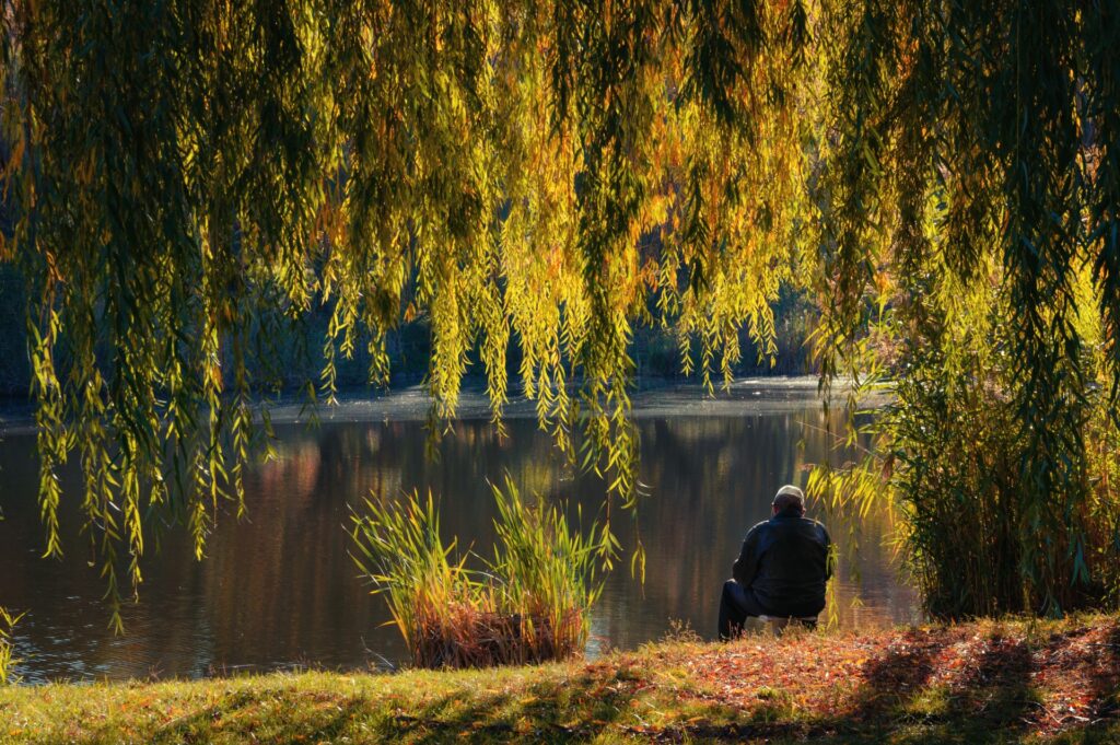 Senior man sits under a willow tree in a memorial forest