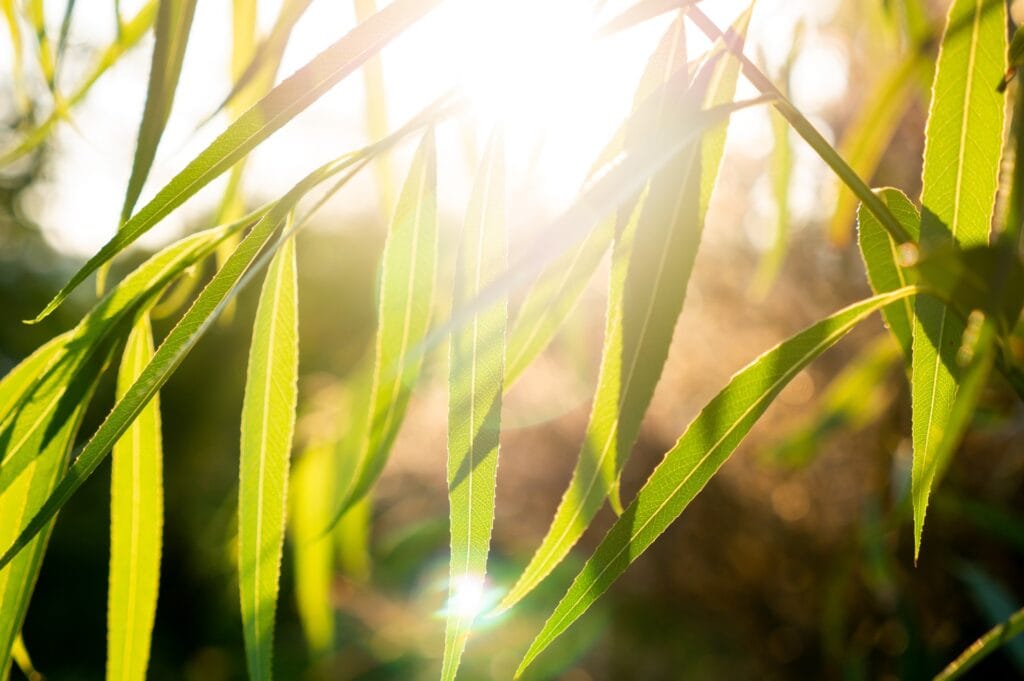 Sunlight shining through the leaves of a willow tree
