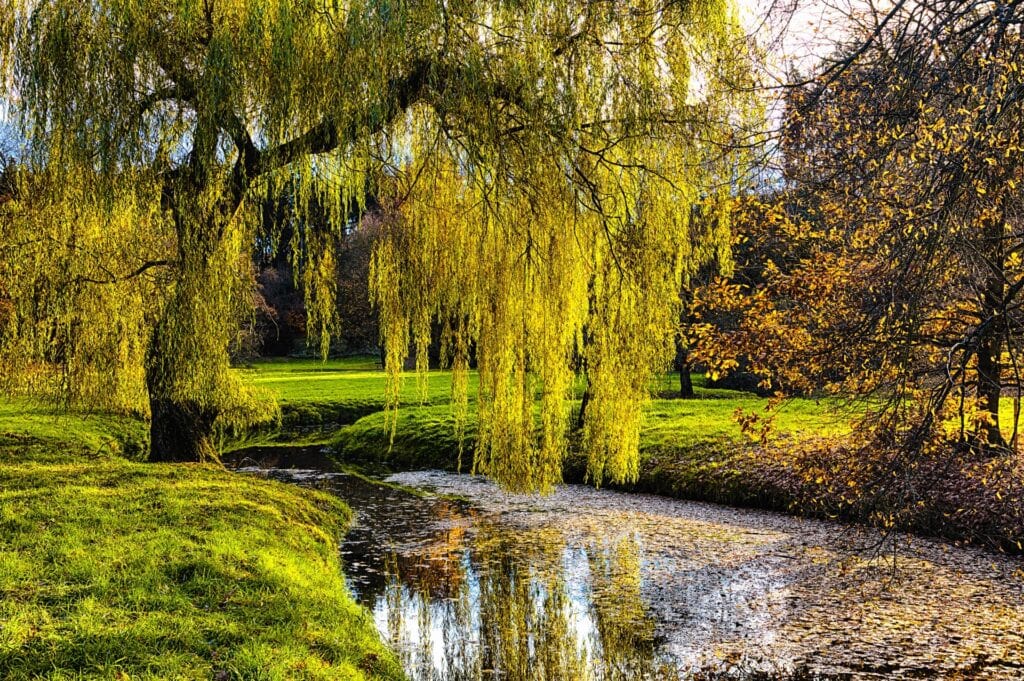 A willow tree over a pond in a memorial forest
