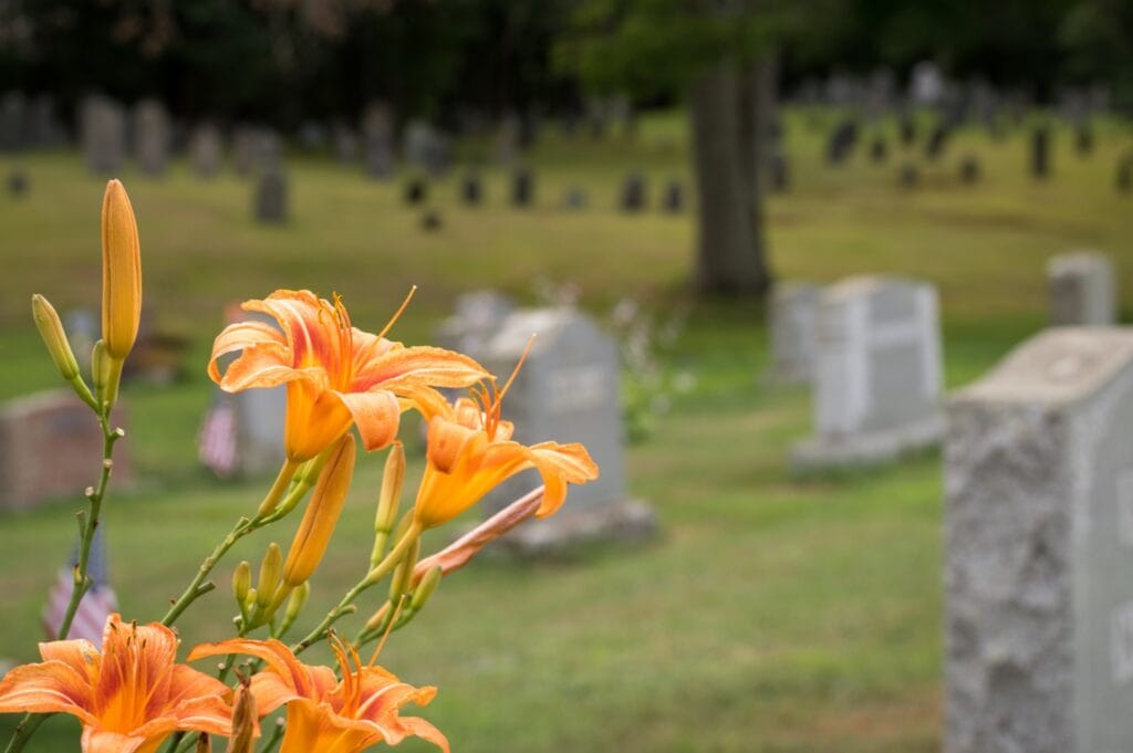 Close-up of day lilies blooming in a cemetery with rolling green hills. Sense of mourning, grief and everlasting life.
