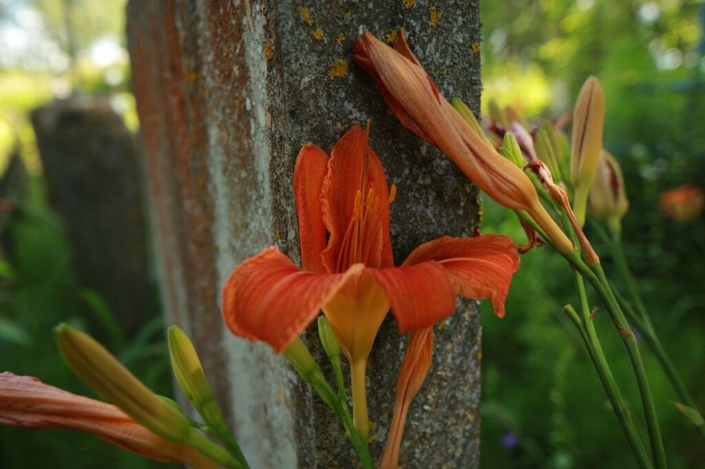 bright red lily flowers behind grave fence in cemetery