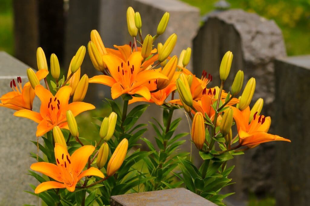 Beautiful orange lilies bloom on the old grave in the cemetery.