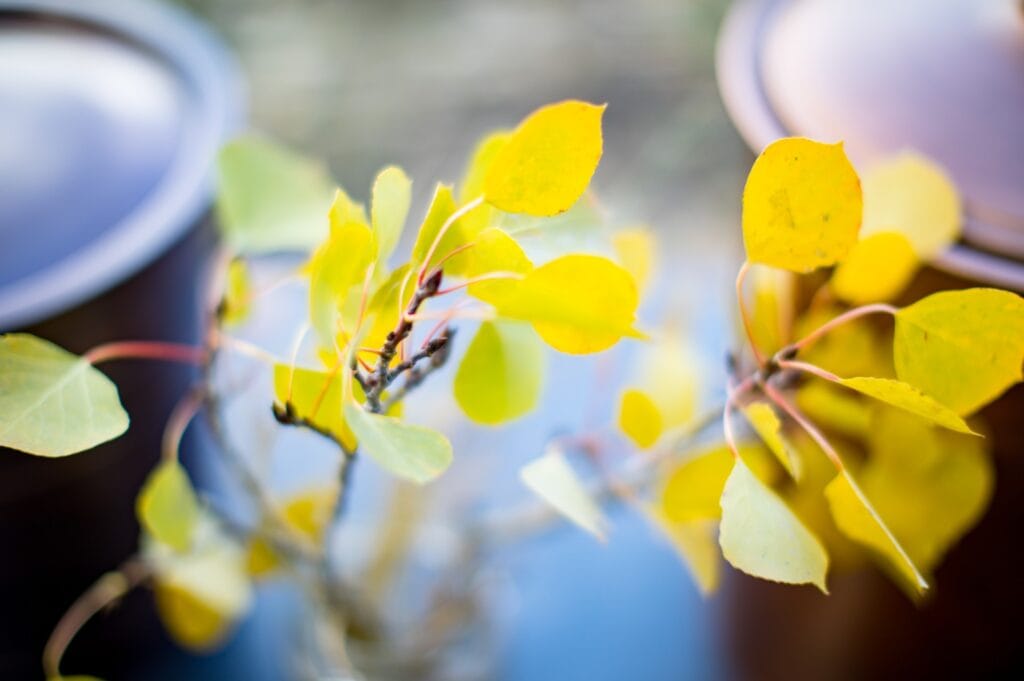 a branch with yellow leaves on top of an urn for ashes