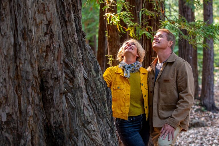 couple looks up at a towering redwood tree
