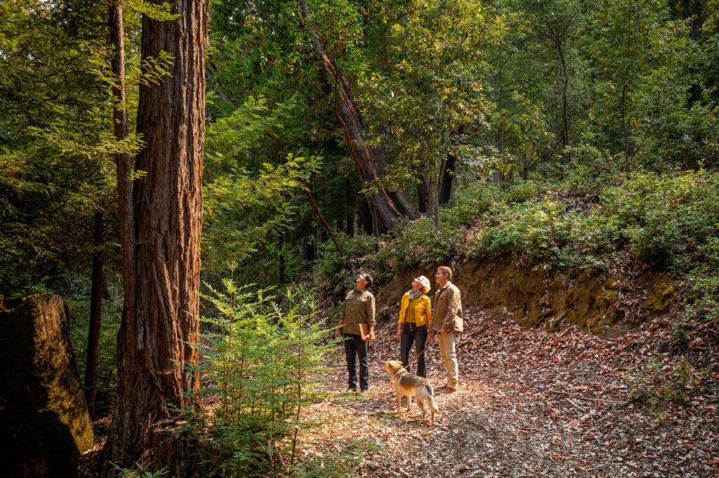 couple walking in redwood forest