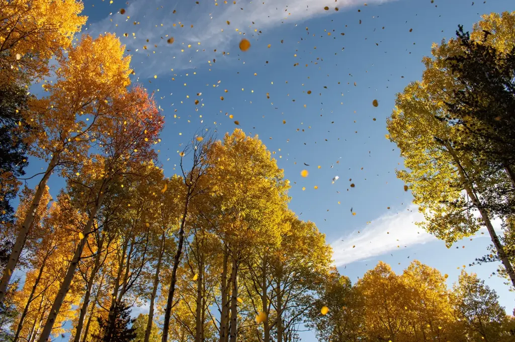 Looking up at tree canopy from forest floor as leaves fall through the air.