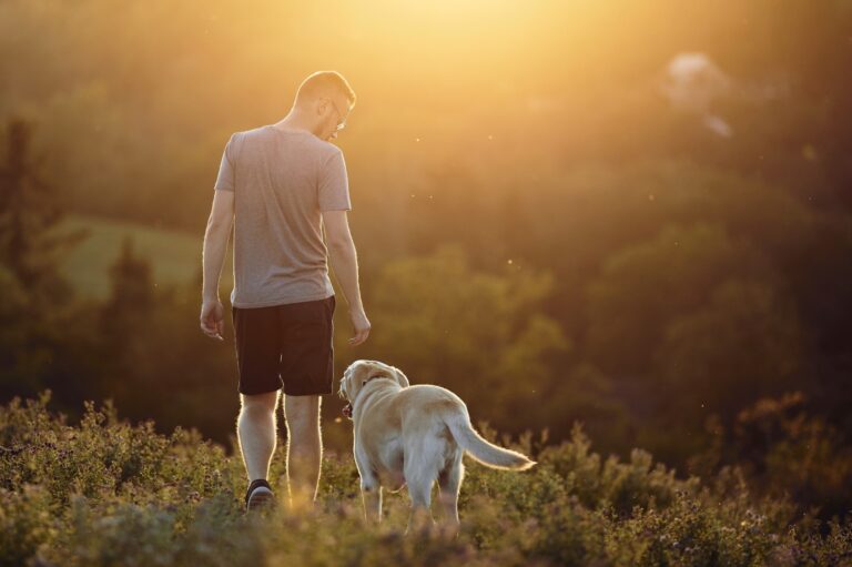 Man with dog walking on meadow at sunset