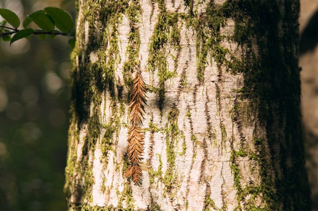 A memorial tree for burial alternatives