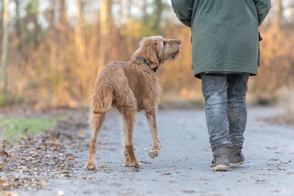 an elderly couple hiking with their dog