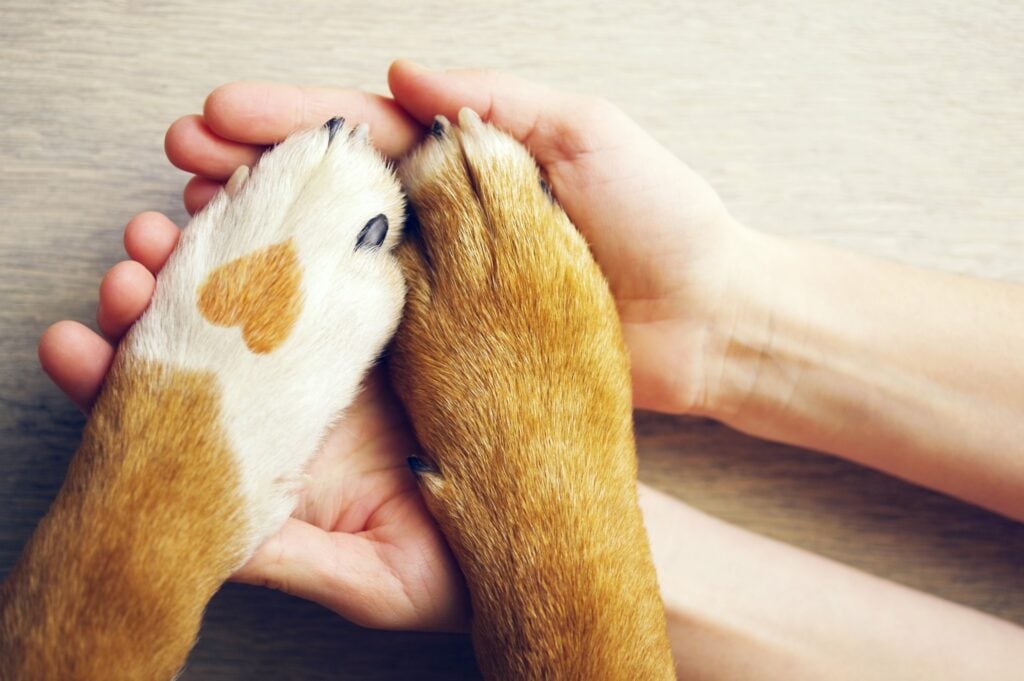a closeup of hands holding dog paws