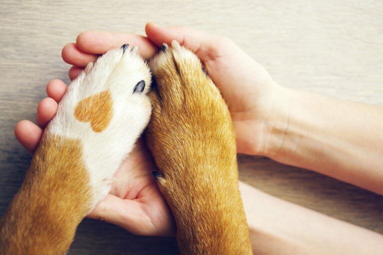 a closeup of hands holding dog paws