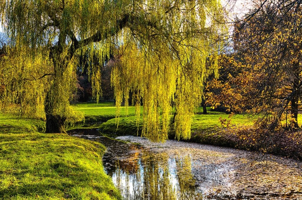 A willow tree in Willow River State Park