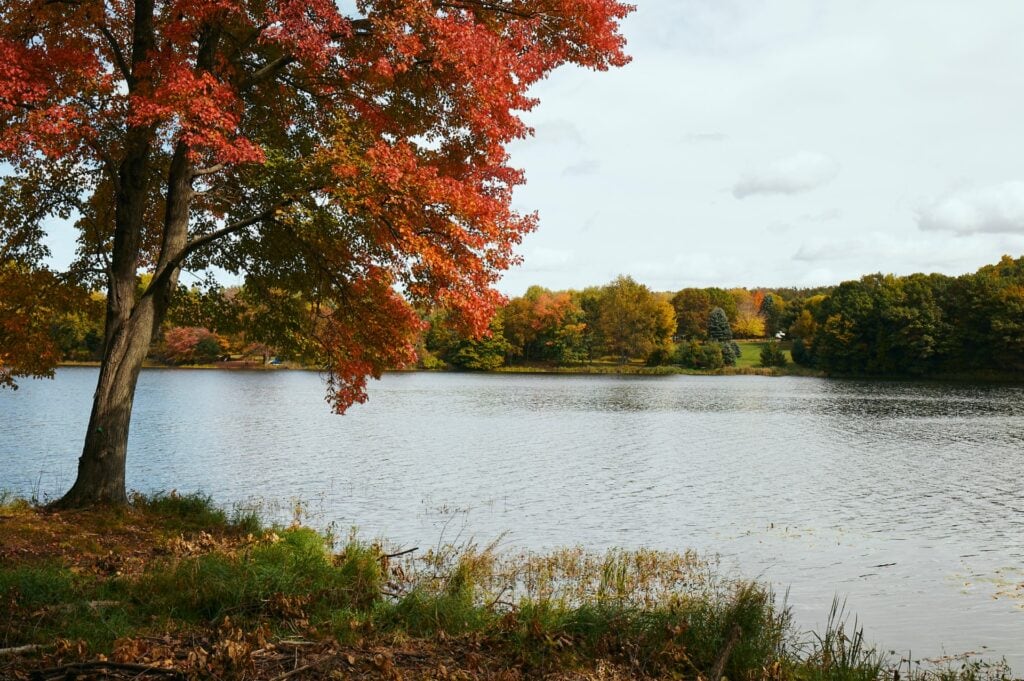 A red maple by the river in St. Croix Valley Memorial Forest