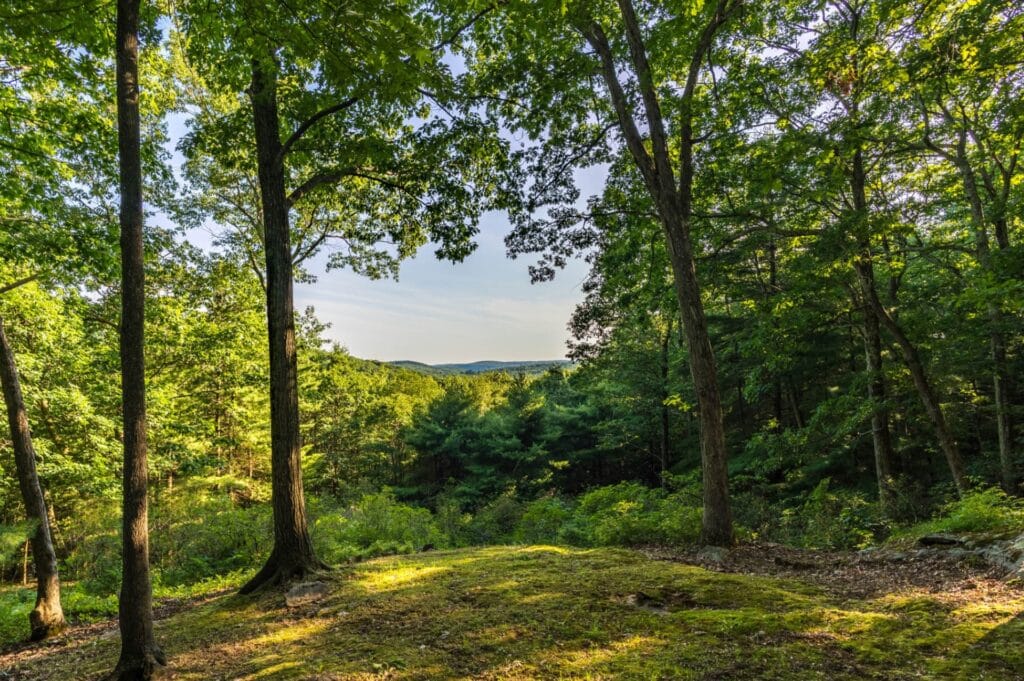 A view of the Litchfield Hills Memorial Forest