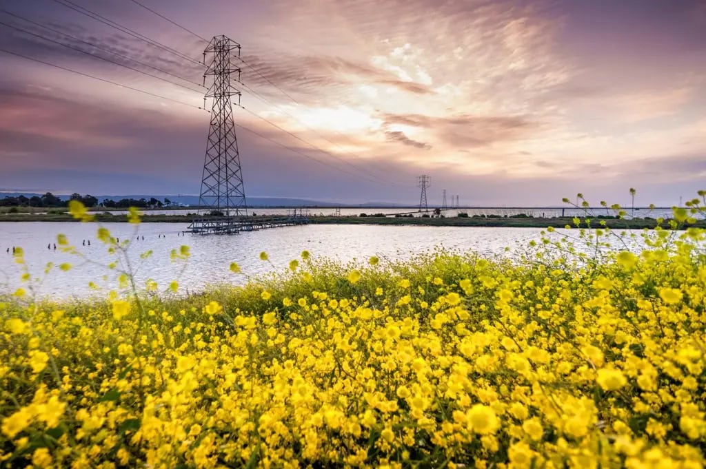 Sunset over calm water with bright yellow flowers in the foreground.