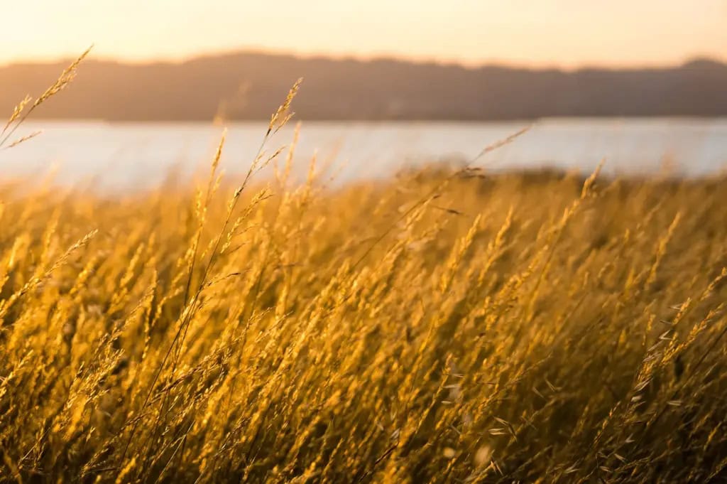 Golden marsh grass with blurred water in the background.