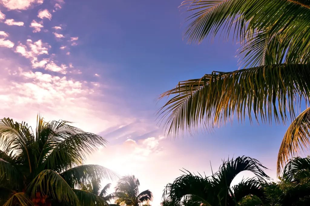 View of the blue sky through palm trees.
