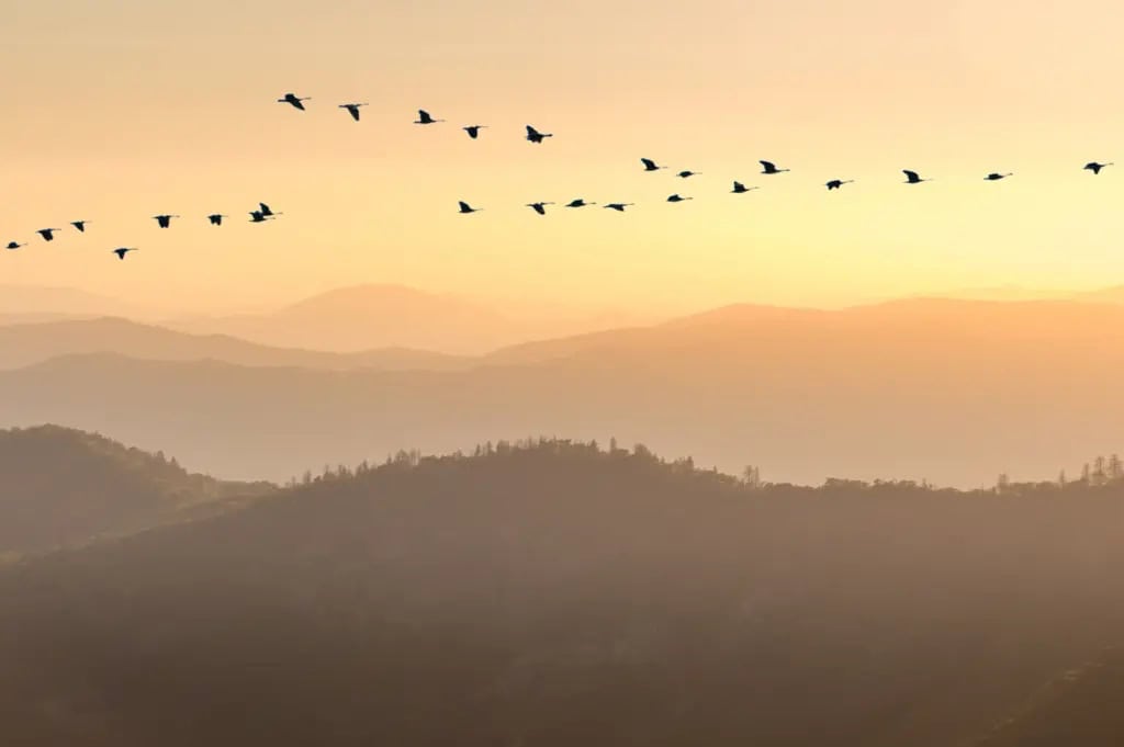 a flock of black birds dot the sky at sunset.