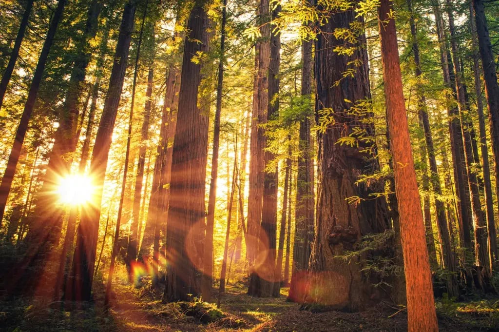 Redwood forest view at sunset with golden light filtering through the tree trunks.