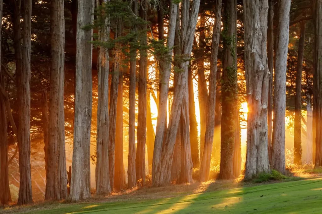 Dramatic Sunset of Monterey Cypress Trees over the Presidio in San Francisco, California.