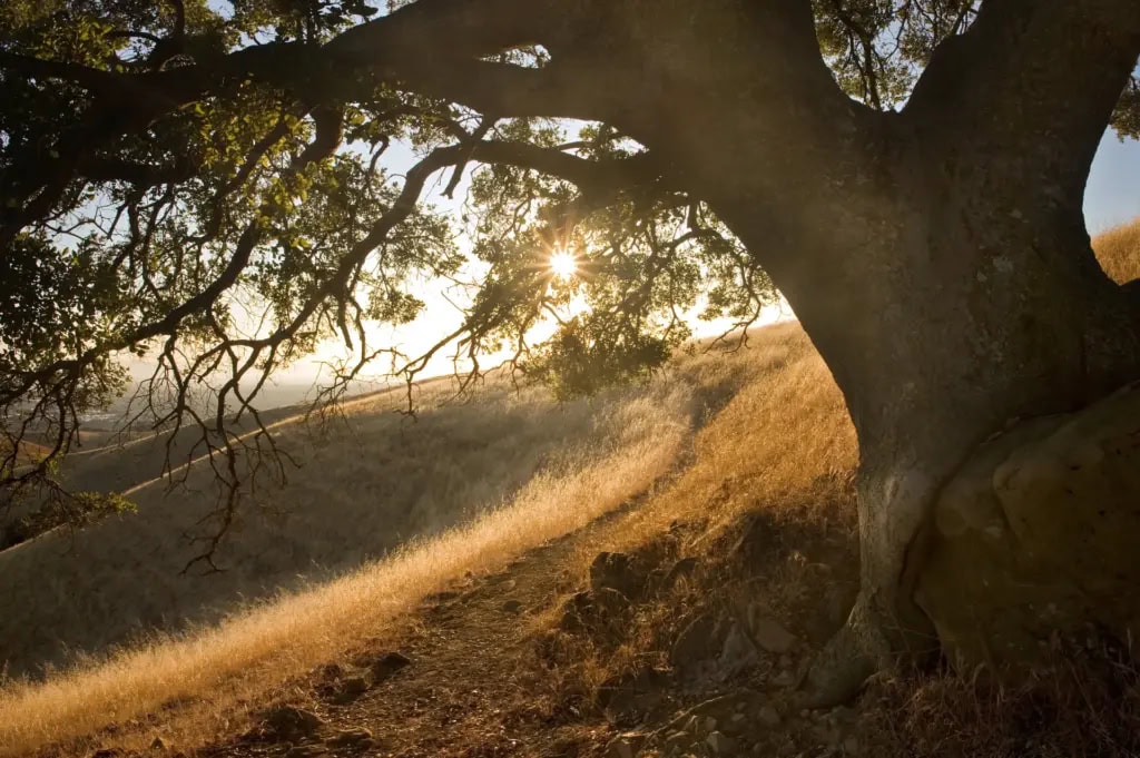 The sunrises over a hill with a large majestic oak tree