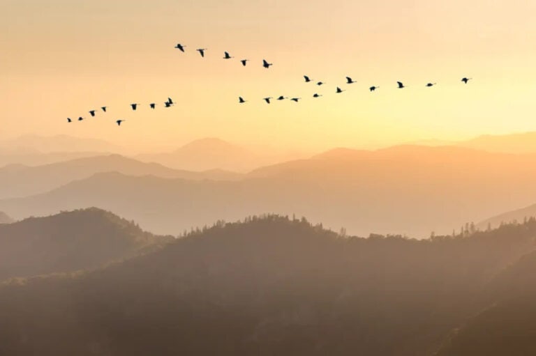 A flock of birds fly over mountains in the sunrise