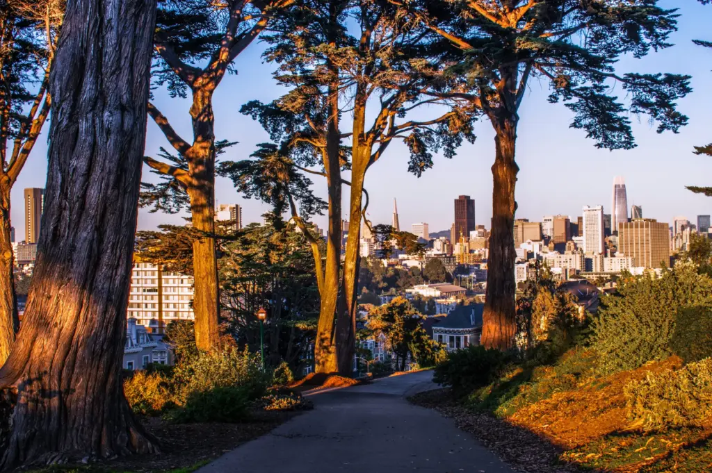 Sunsetting through cyprus trees in the Presidio in San Francisco, California.