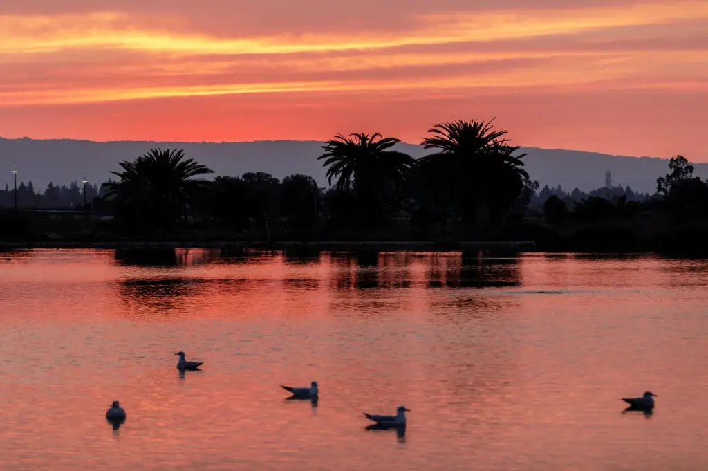 Tranquil water at dusk with birds floating on the calm surface