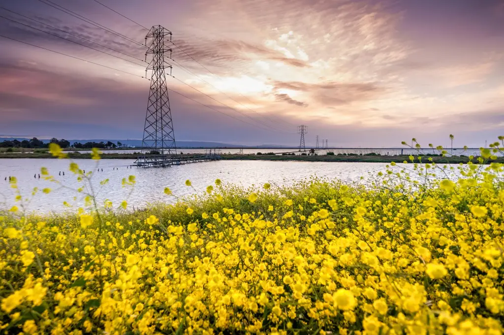 Sunset over calm water with bright yellow flowers in the foreground.