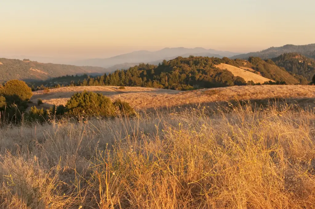 View from a grassy Novato hilltop at the rolling hills.