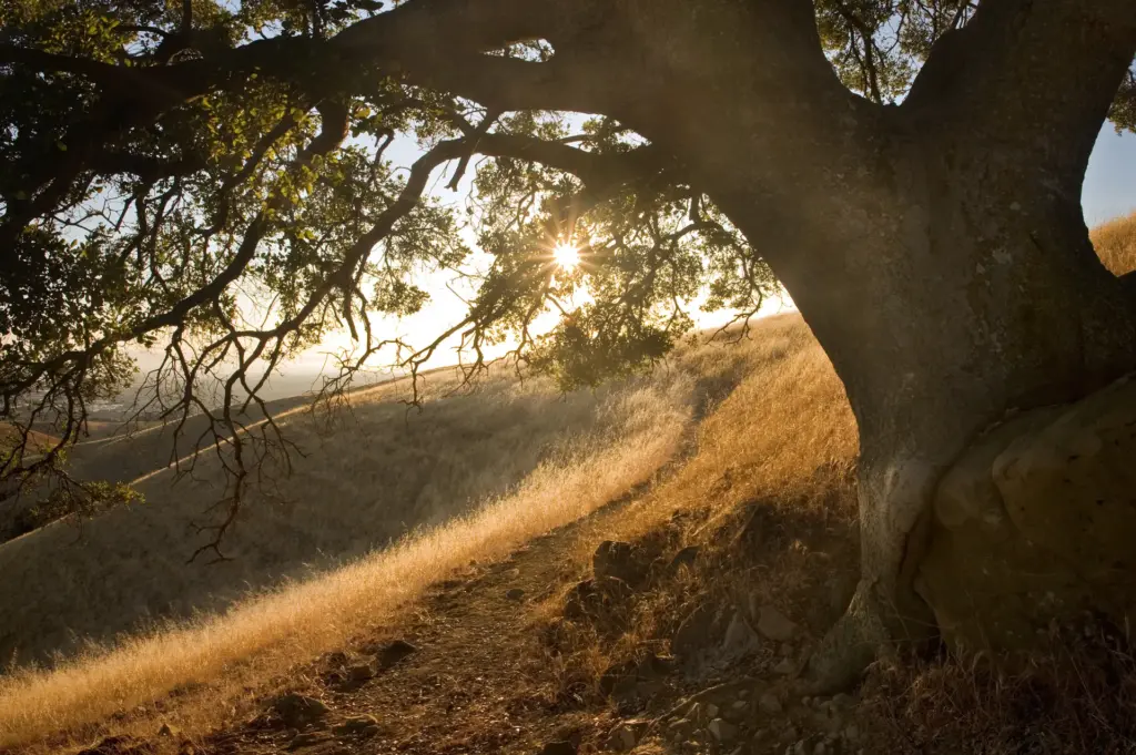 View of sunset poke through an elegant old growth tree on a grassy hillside.