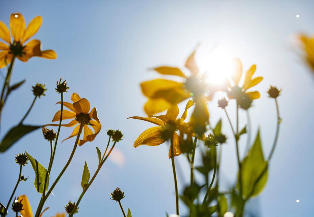 View of yellow wildflowers from below against a bright blue sky with sunlight streaming through the petals.