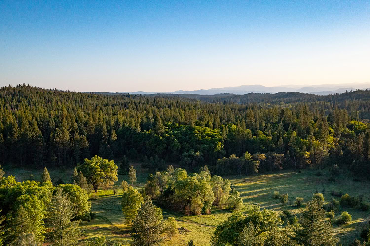 Aerial view of a protected memorial forest, symbolizing lasting remembrance and conservation in nature.