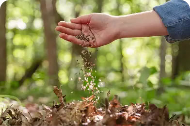Hand sprinkling native wildflower seeds over a memorial nest, symbolizing renewal and the return of life to the earth.