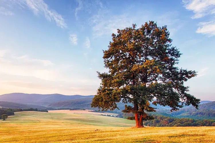 Sunlit spring landscape with a single tree, symbolizing renewal, peace, and Everis’s commitment to protecting nature.
