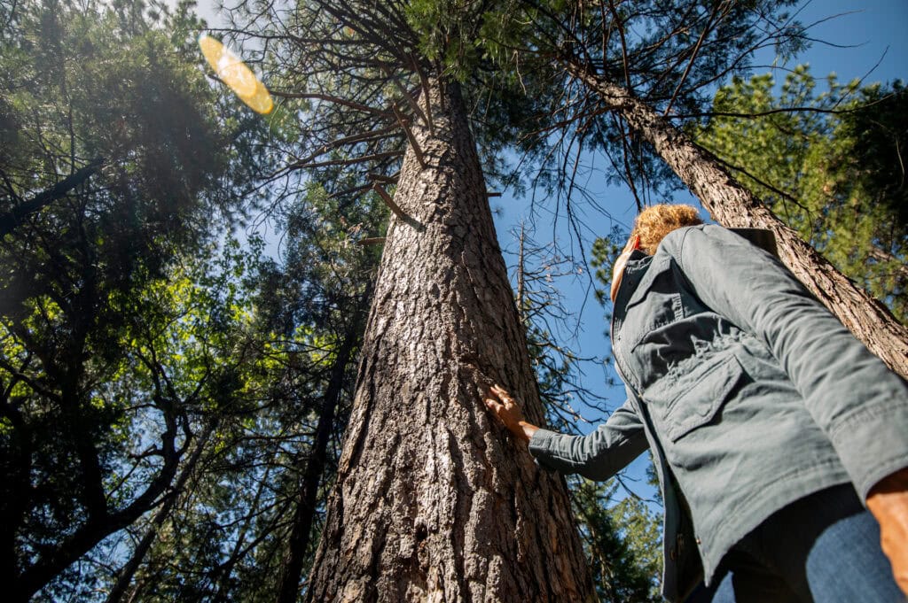 Women in a forest looking up at towering trees against a blue sky.