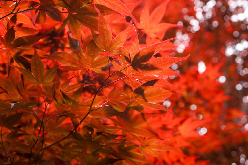 Close-up of Japanese maple leaves in vivid shades of red.