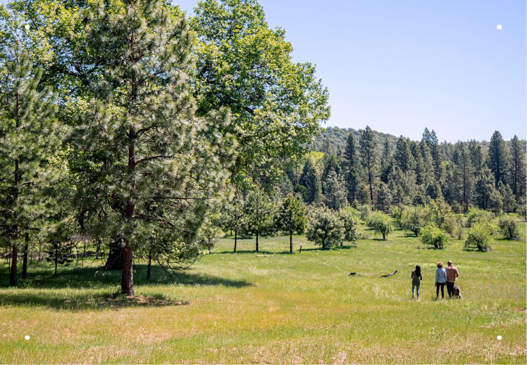 A sunny green meadow with large trees and three people walking in the distance.