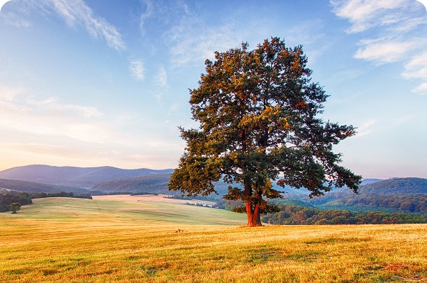 A lone tree standing in an open field at golden hour with mountain views.