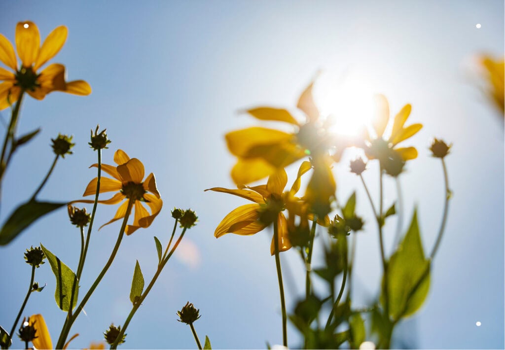 An upward view of yellow wildflowers against a bright blue sky, with sunlight bursting through the stems.