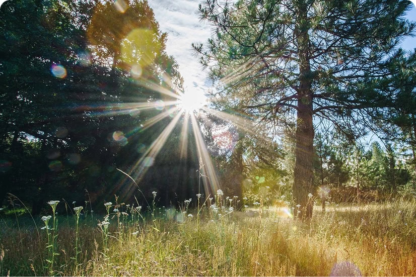 Sunlight streams through trees in a peaceful forest clearing with wildflowers.