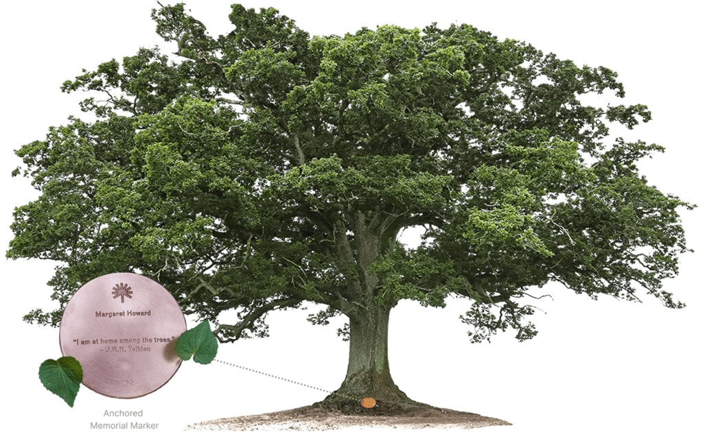 A Memorial Tree with a close-up of a bronze Memorial Marker at its base, symbolizing lasting peace for families and nature in a protected forest.