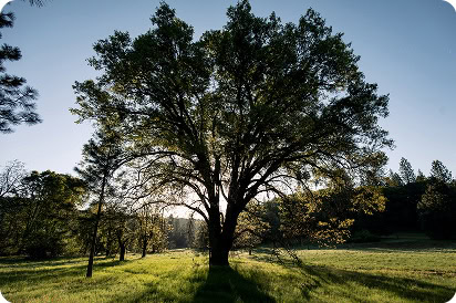 A large tree in an open meadow with sunlight streaming through its branches.