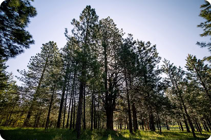 A grove of trees with sunlight filtering through the canopy.
